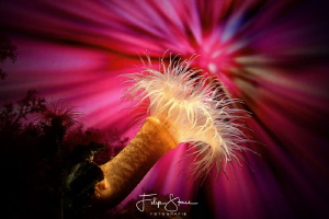 Small snakelocks anemone (Sagartiogeton undatus), no phot... by Filip Staes 